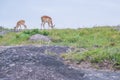 Impalas grazing on the mountain