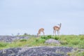 Impalas grazing on the mountain