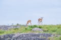 Impalas grazing on the mountain