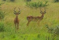 Impalas grazing in Pilanesberg National Park, Sout