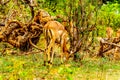 Impalas grazing under trees in Kruger National Park
