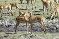 Impalas grazing in the vast Chobe National Park. Zimbabwe