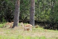 Impalas Royalty Free Stock Photo