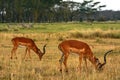 Impalas, Lake Nakuru National Park, Kenya Royalty Free Stock Photo