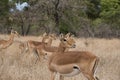 Herd of impalas