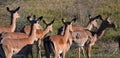 Impalas. Mikumi National Park, Tanzania