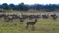 Impalas. Mikumi National Park, Tanzania Royalty Free Stock Photo
