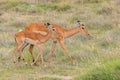 Impalas, mother and baby