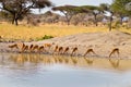 Impalas in a row along a waterhole Royalty Free Stock Photo