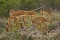 Impalas in savannah, kruger bushveld, Kruger national park, SOUTH AFRICA