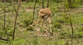 Impalas in savannah, kruger bushveld, Kruger national park, SOUTH AFRICA