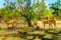 Impalas seeking shade under trees in Kruger National Park