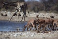 Impalas sharing waterhole with a giraffe Royalty Free Stock Photo