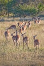 Impalas, South Africa Royalty Free Stock Photo