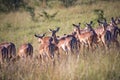 Impalas, South Africa Royalty Free Stock Photo