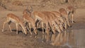 Impalas at waterhole Royalty Free Stock Photo