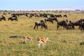 Impalas and wildebeast in the Masai Mara National Park Royalty Free Stock Photo