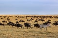 Impalas and zebra in the Masai Mara National Park Royalty Free Stock Photo