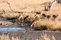 Impale herd drinking water