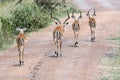 Impalas on Path in Africa Royalty Free Stock Photo
