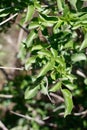 SAMBUCUS CAERULEA LEAF - TOPANGA SP - 021721 B