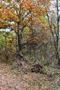 Impassable forest. A fallen tree in the forest