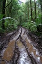 Impassable muddy trail in the forest a challenge for adventurers off the beaten path Royalty Free Stock Photo