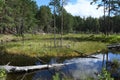 Impassable swamp by the lake in the forest Royalty Free Stock Photo