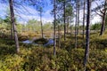 Impassable swamp in Siberia Royalty Free Stock Photo