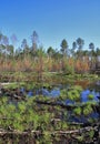 Impassable swamp in the Siberian taiga Royalty Free Stock Photo