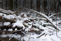 Impassable wild forest with fallen trees in winter. Impassable slope in wild forest. Blockages with snow-covered fallen trees and Royalty Free Stock Photo