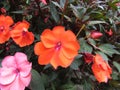 Impatience flower - Impatiens walleriana