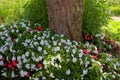 France Giverny Impatience flowers in Monet`s garden 847371