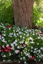 France Giverny Impatience flowers in Monet garden 847370