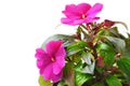 Impatiens