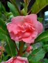 Impatiens balsamina balsam, garden balsam, rose balsam, touch me not, spotted snapweed with a natural background. Indonesian cal