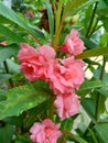 Impatiens balsamina balsam, garden balsam, rose balsam, touch me not, spotted snapweed with a natural background. Indonesian cal