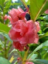 Impatiens balsamina balsam, garden balsam, rose balsam, touch me not, spotted snapweed with a natural background. Indonesian cal