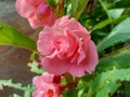 Impatiens balsamina balsam, garden balsam, rose balsam, touch me not, spotted snapweed with a natural background. Indonesian cal