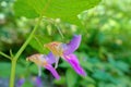 Impatiens balsamina Royalty Free Stock Photo