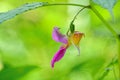 Impatiens balsamina