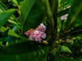 Impatiens balsamina, commonly known as balsam, garden balsam, rose balsam, touch-me-not or spotted snapweed, is a species of plant