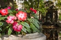 Impatiens balsamina flower Royalty Free Stock Photo