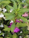Impatiens Balsamina- Kamantigi Royalty Free Stock Photo
