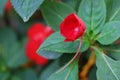 Red impatiens balsamina L. flower