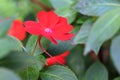 Red impatiens balsamina L. flower