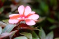 Impatiens balsamina L. flower Royalty Free Stock Photo