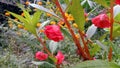 Flowers of Impatiens balsamina L