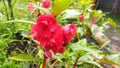 Impatiens balsamina L flowers are bright red with a green leaf background Royalty Free Stock Photo