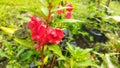 Impatiens balsamina L flowers are bright red with a green leaf background Royalty Free Stock Photo